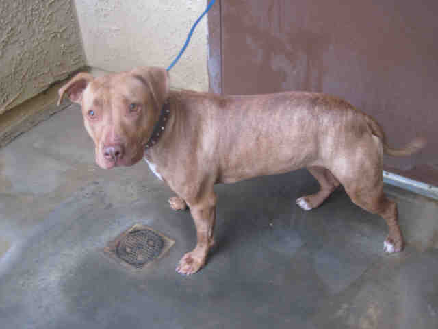 Main Photo of this Dog